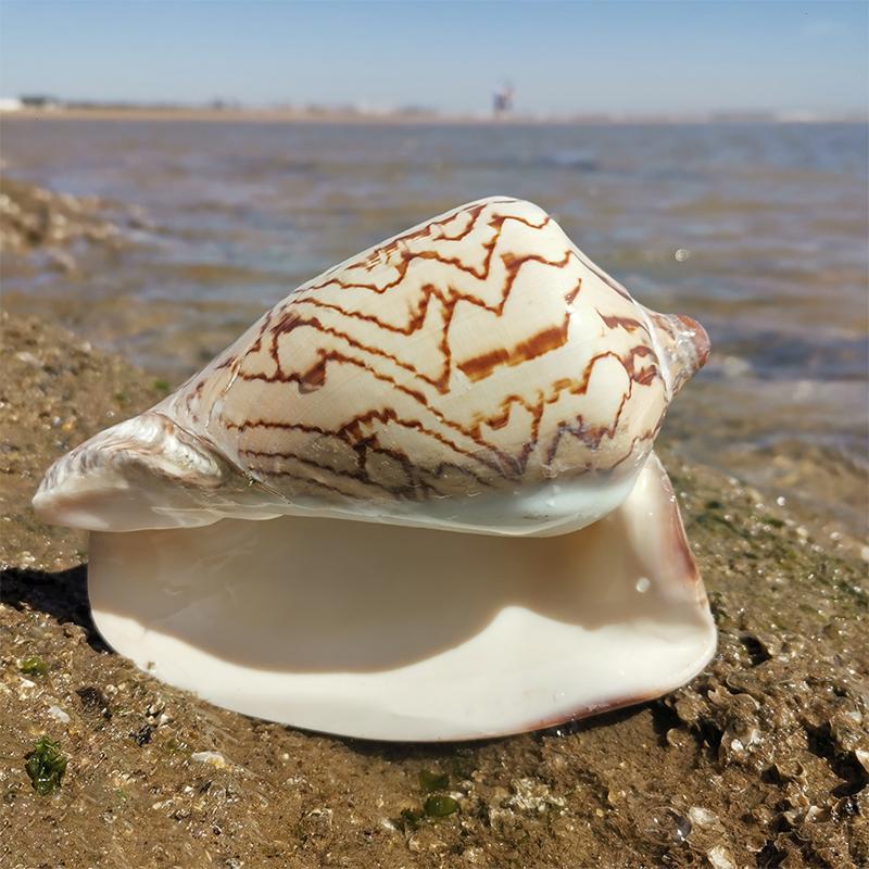 Oversized Conch Shells, Ornaments, Background Walls, Home Decor, Native Tank Landscaping, Sea Sound Listening Gifts, Specimen Collection