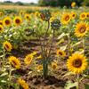 Einzigartiger Blumenbeet-Akzent Fleischfressende Pflanze Gartenstecker, Metall Venusfliegenfalle Hofkunst Skurrile Terrassen-Boden-Einlage Skulptur für Außenweg