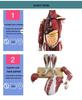 85cm Full-Body Human Muscle Morphology Model for Biomedical Teaching