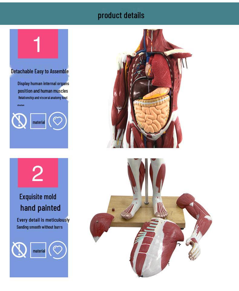 85cm Full-Body Human Muscle Morphology Model for Biomedical Teaching