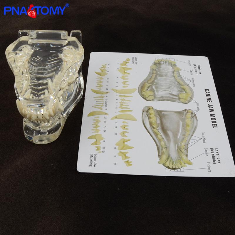 Transparent Canine Tooth Anatomy Model with Instruction Card - Educational Pet Dental Display PNT-2004