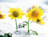 40g Herbal Tea Dried Kunlun Mountain Snowy Daisy Chrysanthemum New Scented Tea
