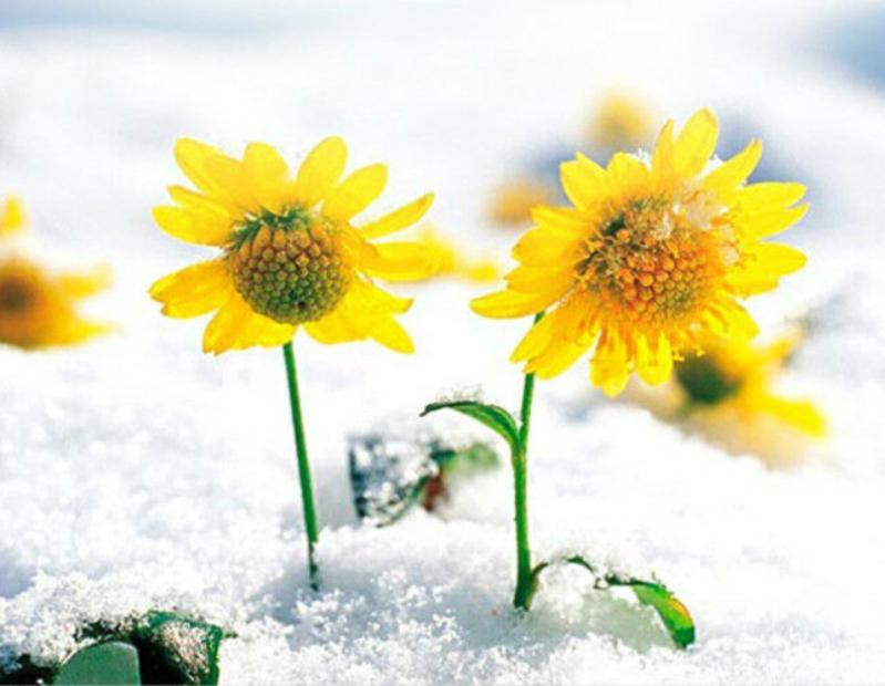 40 г травяной чай — фото 12