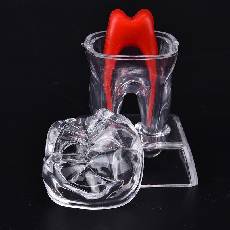 

1 шт. зубная основа из твердого пластика, модель моляра для изучения 5.5cm*5cm*7cm