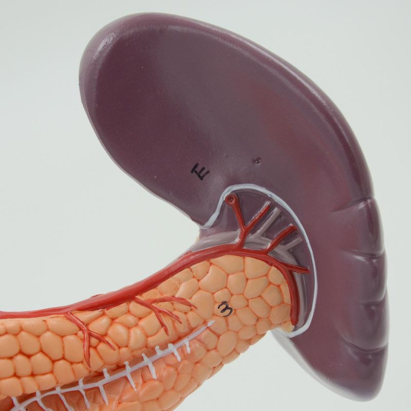 Human Organ Anatomy Model: Liver, Gallbladder, Pancreas, Spleen & Duodenum for Teaching & Science Exhibitions
