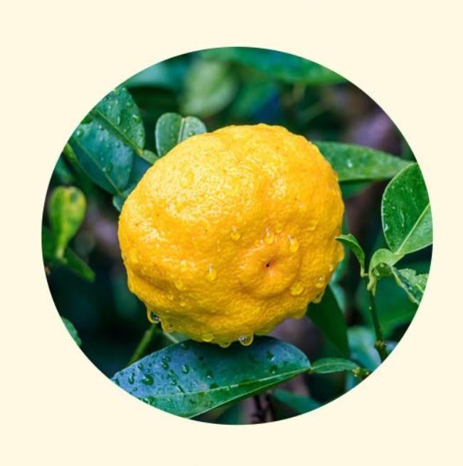 Organic Yuzu Tea with Rich Citrus Aroma