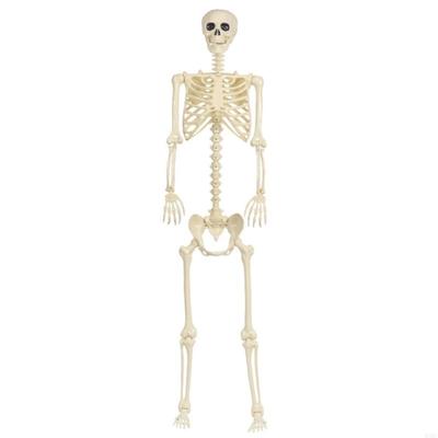 Esqueleto Plástico Realista de Corpo Inteiro Para Adereços de Assustar de Halloween e Montagens de Festa