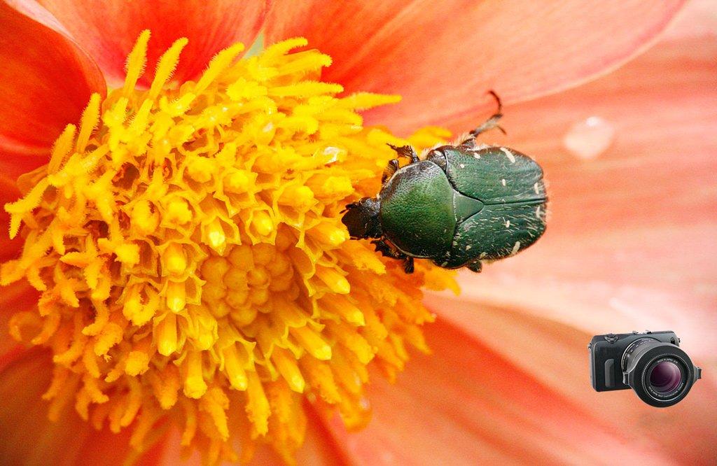 Raynox Raynox Macro Conversion Lens DCR-150 (Raynox)