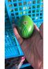 Kindergarten Percussion: Raw Wood Egg Shakers - Children's Musical Rattle Instruments