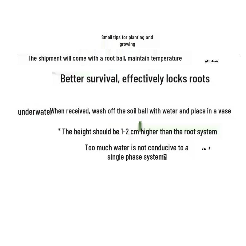 Compact Hydroponic Bamboo Rice Pot for Indoor/Outdoor Landscaping: Fiddle Leaf Bamboo Seedlings, Ornamental Courtyard Bonsai Plant.