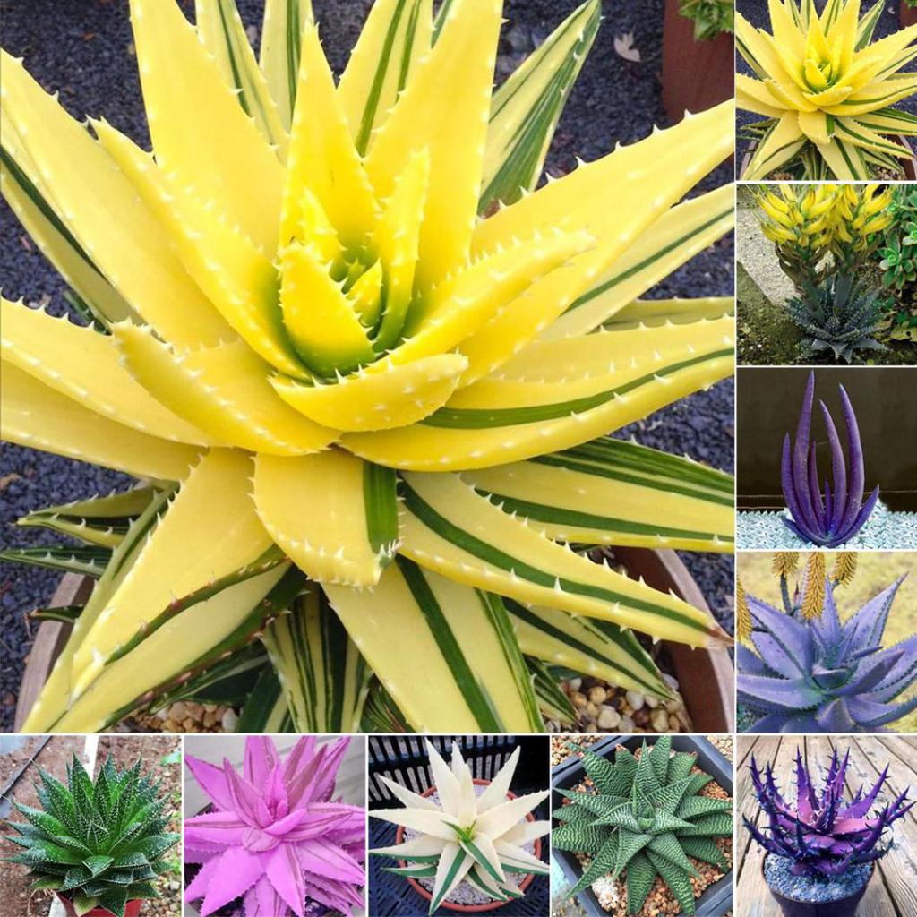 100 Stck Seltene Aloe Vera Sukkulente Pflanze Mehrjhrig Anti-Strahlung  Hausgarten Samen gnstig kaufen  Preis, kostenloser Versand, echte  Bewertungen mit Fotos  Joom