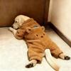 Pet Dog Winter Coat Large Breeds - Soft Warm 4-Legged Sweater Golden Retriever Samoyed Lab