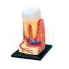 W89C Dentist Dental Dissection Education Teeth Model Demonstration Tool for School