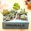 Rectangular Solid Wood Succulent Planter Box for Desktop or Balcony