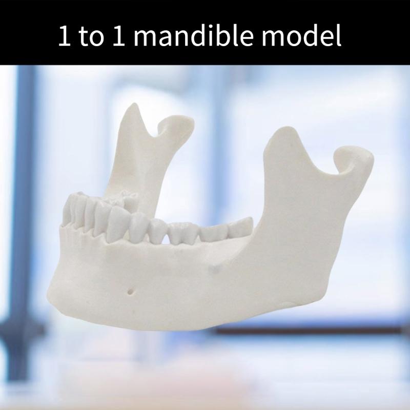 Model dolní čelisti 1:1 Model kosti dolní čelisti pro dospělé Lékařská výuková pomůcka pro výuku v přírodovědné učebně Model