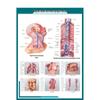 Human Anatomy Organs & Heart Poster Set