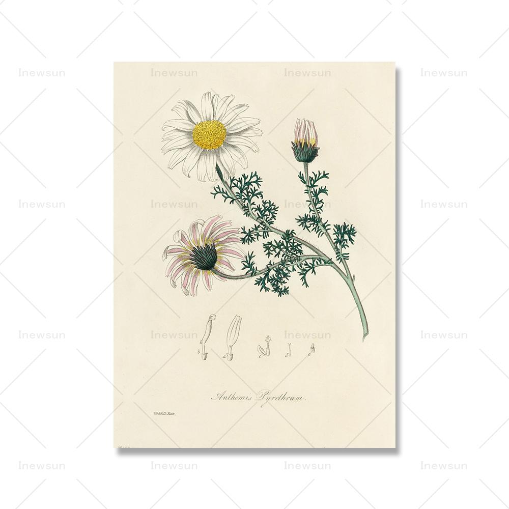 

Винтажные ботанические папоротники, современные цветочные постеры и принты, холст, картина, ретро, ​​настенные художественные картины с растениями для гостиной, домашний декор 21x30cm No Framed