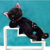 Scratch Stuffed Toy (L) Cat Height 38cm Black