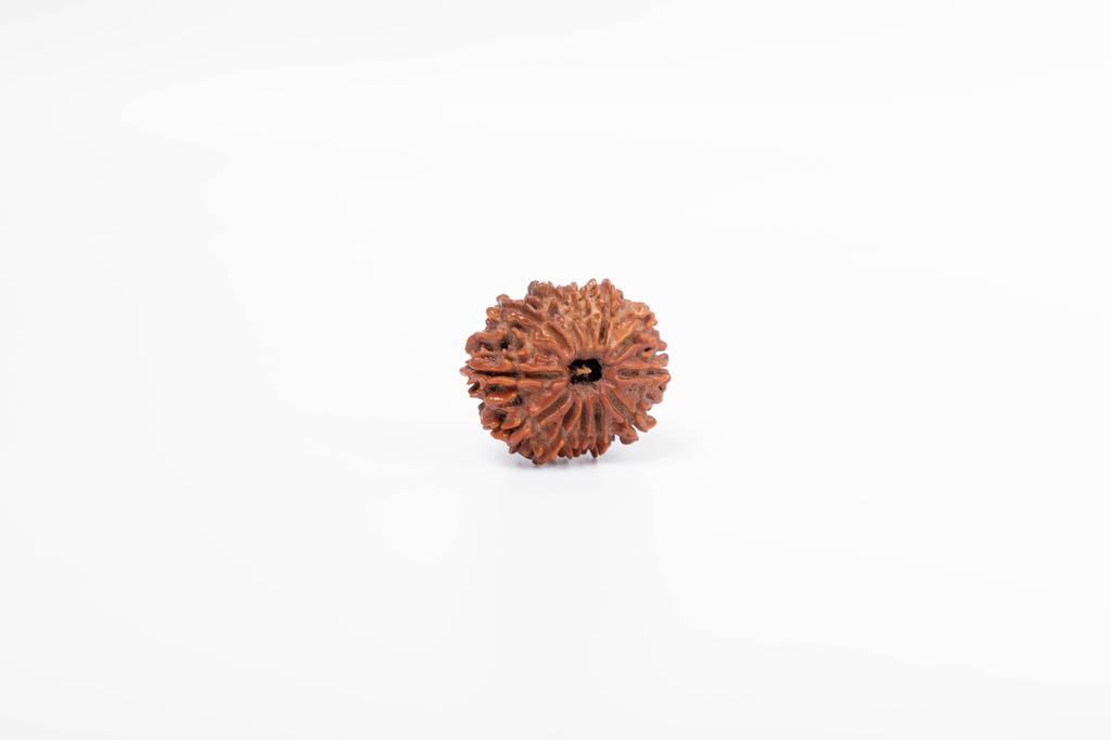 Natural 12 Mukhi Rudraksha Bead – Nepali Origin | Bead for Leadership, Confidence & Solar Chakra Balance Success | Organic & Lab Certified