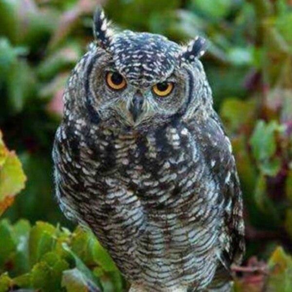  Full Square/Round Diamond Painting Sunflower 5D DIY Diamond Embroidery Cross Stitch Flower Needlework Wall Art