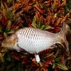 6 Pcs Fish Shaped Foil Balloons Realistic Carp Balloons for Fishing Themed Birthday Party Baby Shower Supplies