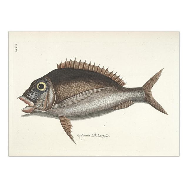 Decorative Painting Retro Fish Restaurant Hotel Paintings Animal Print Wall Pictures for Living Room Flatfish Wall Art Canvas