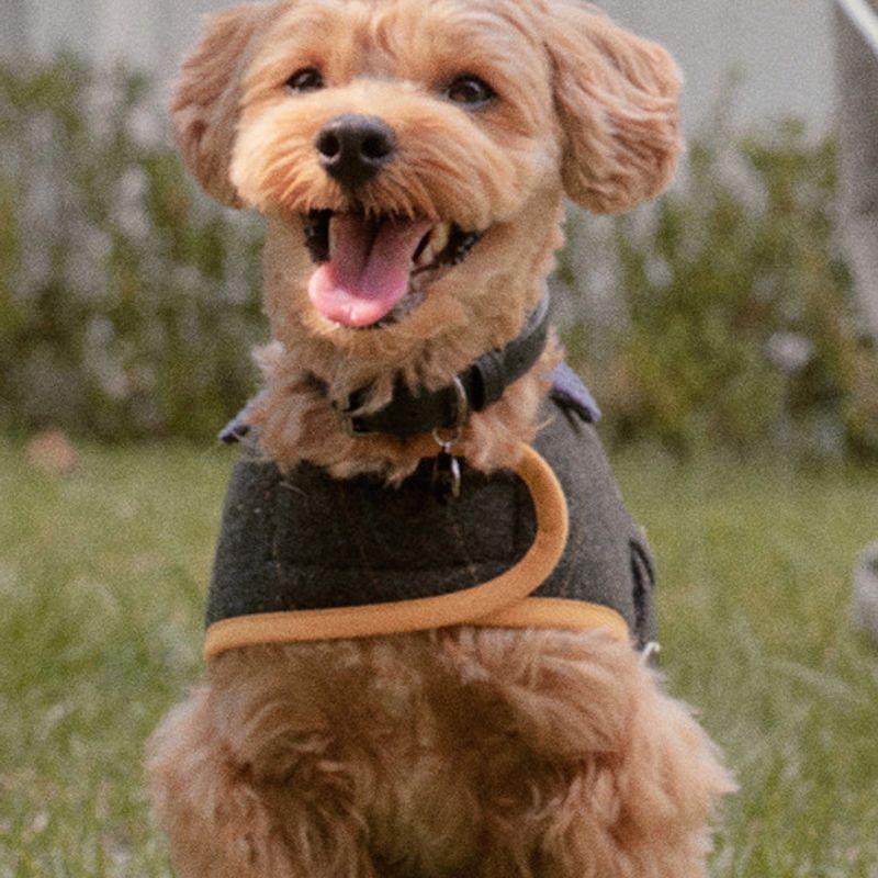 CROOKTHECHIHUAHUA Veste Classique Signature Laine 100 (2 couleurs)