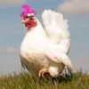 Chicken Hats For Hen Small  Funny Chicken Accessories Feather Top Hat