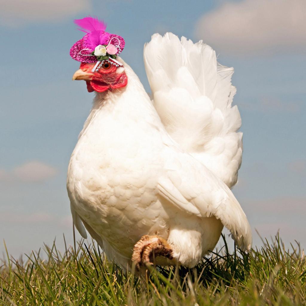 Chicken Hats For Hen Small Funny Chicken Accessories Feather Top Hat