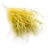Lepidium (Lepidium Sativum) - Żółte