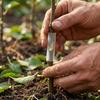Manicotti per Innesto Alberi da Frutto Tubi Flessibili Morbidi per Piantine da Fiore Clip per Rami di Pomodoro Casing per la Guarigione Protettori