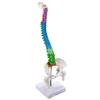 45CM Colorful Spine Model: Vertebral Column with Pelvis, Femur, Coccyx, Lumbar, Cervical Vertebrae for Chiropractic Use