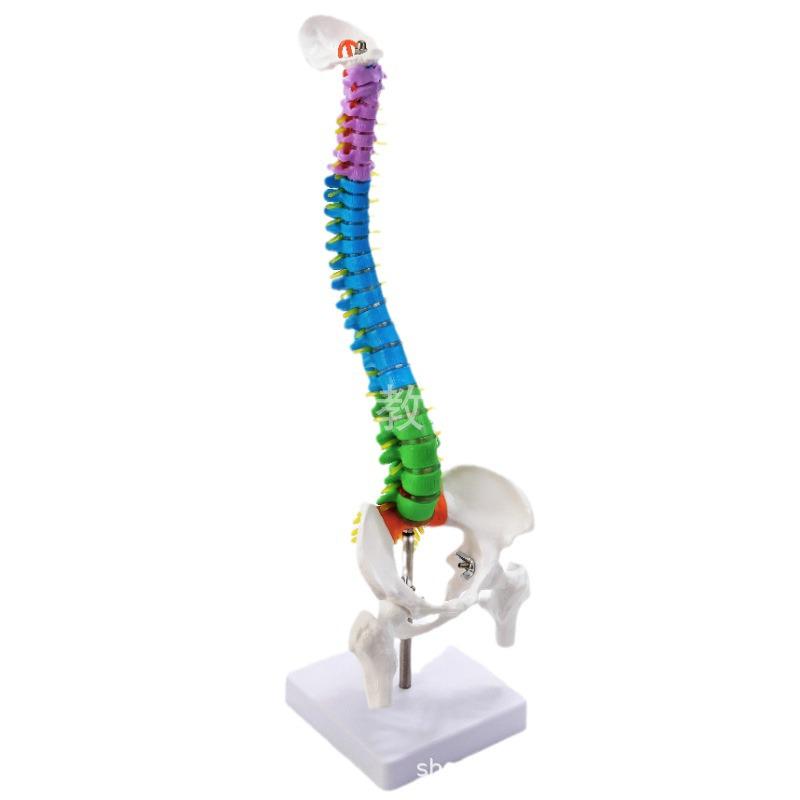 45CM Colorful Spine Model: Vertebral Column with Pelvis, Femur, Coccyx, Lumbar, Cervical Vertebrae for Chiropractic Use