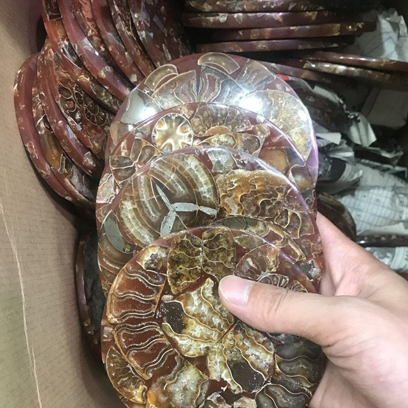 Natural 1pc Ammonite Fossil Quartz Crystal Disk Shell Plate Conch Reiki Stand