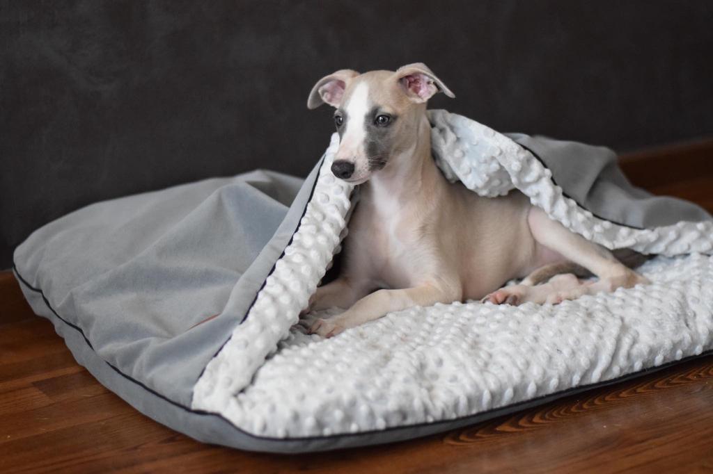 Mink Nel Gray Velvet + Gray Minky 100Cm X 80Cm