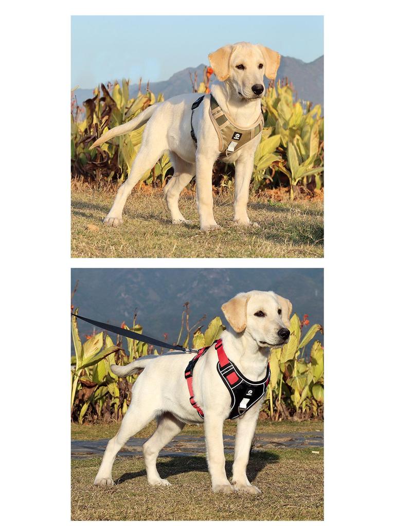 Reflektierendes Geschirr & Leine für große Hunderassen