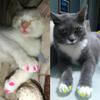 Anti-scratch Pet Nail Protector Silicone Cat Nail Caps Gift Cat Grooming Supplies