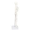 45CM Mini Skeleton Model PVC Human Body Bone Structure with Movable Arms Legs and Stand