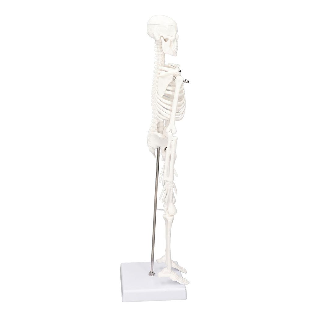 45CM Mini Skeleton Model PVC Human Body Bone Structure with Movable Arms Legs and Stand