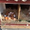 Vkládací podložka do hnízdní budky pro slepice, Podložka do hnízdní budky, Podložka do kurníku, Podložka pro kuřata, Podložka do ptačího hnízda, Podložka pro králíky