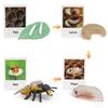 1 Box Biology Discovery Toy Realistic Frog Bee Panda Chick Butterfly Fish Plant Animal Life Cycle Learning Creative Toddler