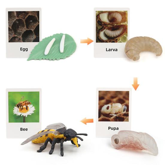 1 Box Biology Discovery Toy Realistic Frog Bee Panda Chick Butterfly Fish Plant Animal Life Cycle Learning Creative Toddler