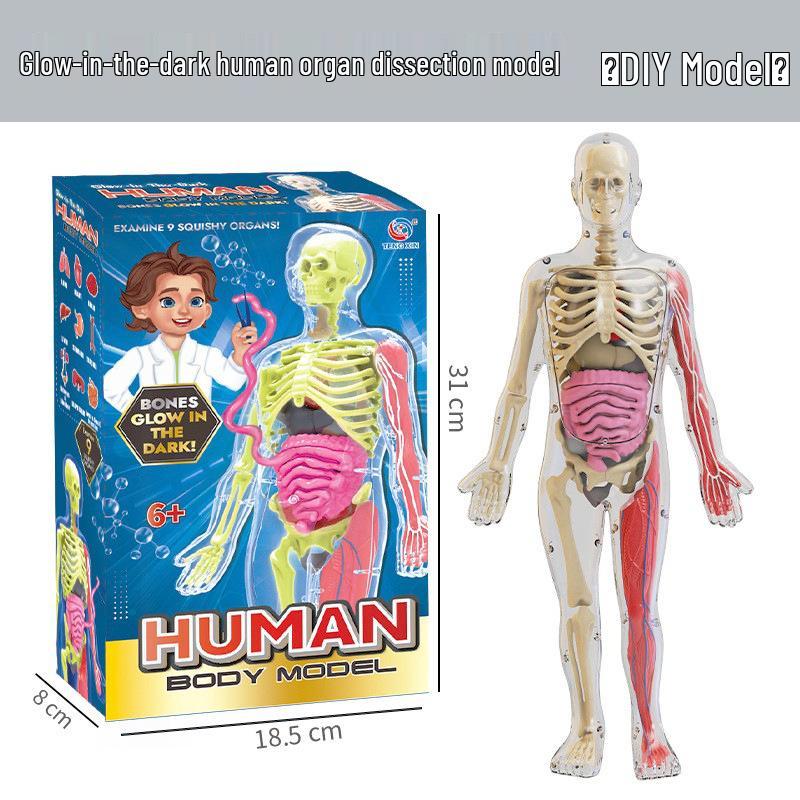 Detachable 3D Human Anatomy Set for Kids - Cross-body Skeleton & Organ Educational Toy