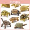 Realistic Pvc Educational Amphibious Reptile Model Tortoise For Kids With Stunning Details