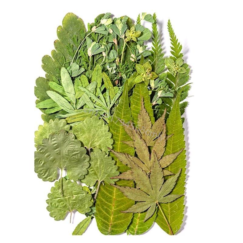 35Pcs Dried Leaves For Bookmarks Jewelry Making Natural Pressed Dried Leaves Plant for Handmade Art Craft 6XDE