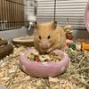 Ciotola per Cibo a Forma di Fungo in Ceramica per Criceti Vassoio di Alimentazione Multiuso Carino per Animali Domestici Ciotola per Cibo Anti-Sversamento per Porcellini d'India per Piccoli Animali