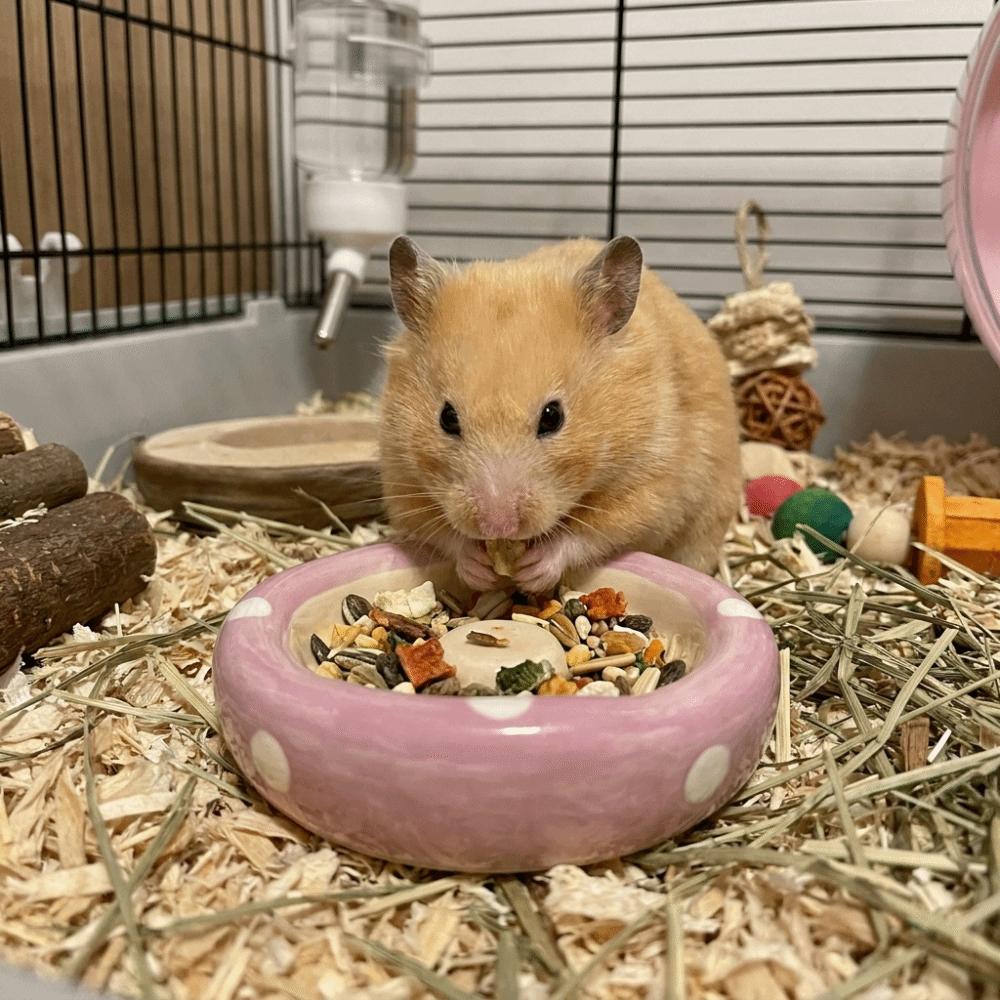 Ciotola per Cibo a Forma di Fungo in Ceramica per Criceti Vassoio di Alimentazione Multiuso Carino per Animali Domestici Ciotola per Cibo Anti-Sversamento per Porcellini d'India per Piccoli Animali