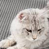 Gift Double Layer Cat Litter Mat Non-Slip Waterproof Pet Toilet Pad Easy Clean Washable Sand Cat Pad Pet Toilet Area