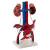 Qinghua Anatomisches Modell des menschlichen Fortpflanzungssystems - Demonstrationsinstrument für Urologie und Harnsystem
