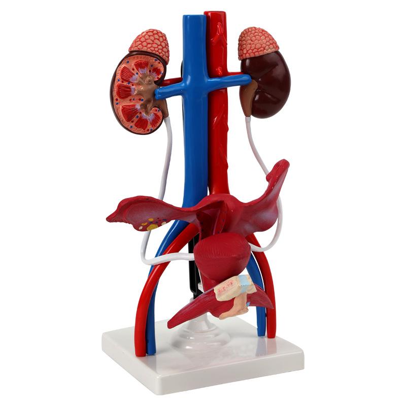 Qinghua Anatomisches Modell des menschlichen Fortpflanzungssystems - Demonstrationsinstrument für Urologie und Harnsystem